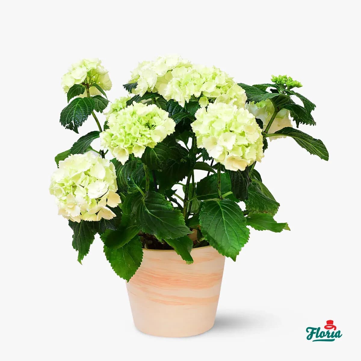 Plantă de apartament pentru o colegă care iubește florile