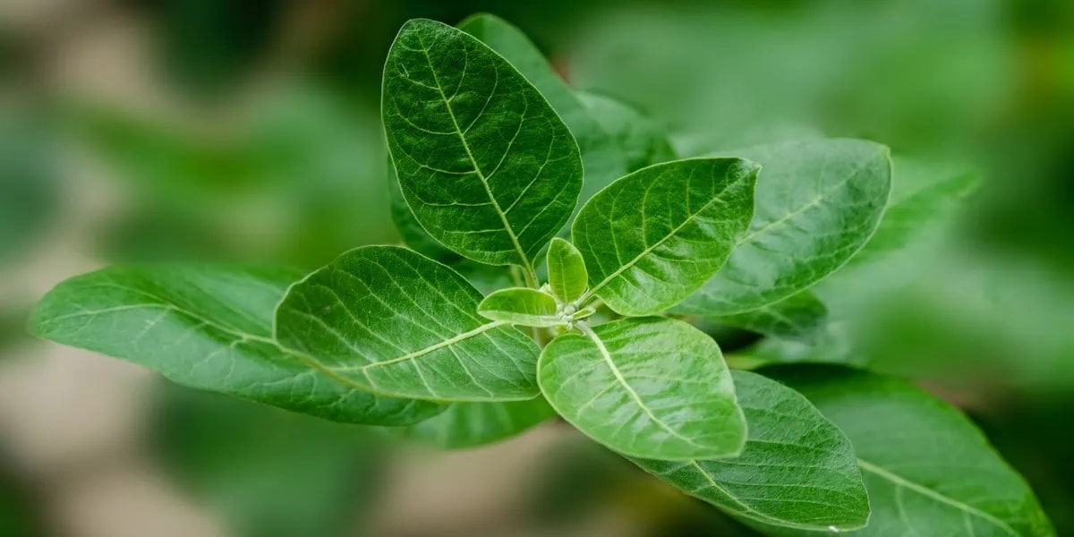 Ashwagandha