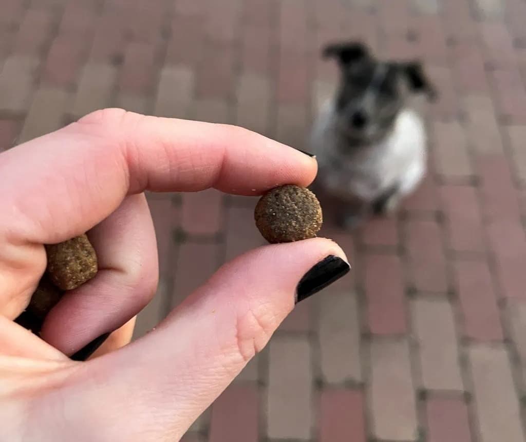 mâncare hipoalergenica caini boabe