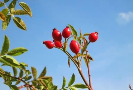 Produse naturale pentru un vânător mereu sănătos