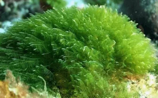 spirulina bio