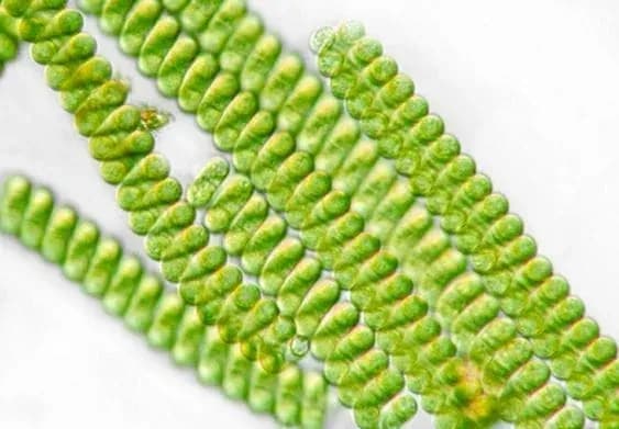 spirulina